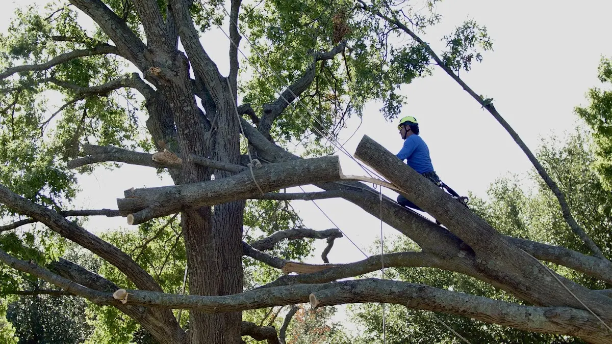 Professional Crown Thinning performed by certified arborists in Whitsett