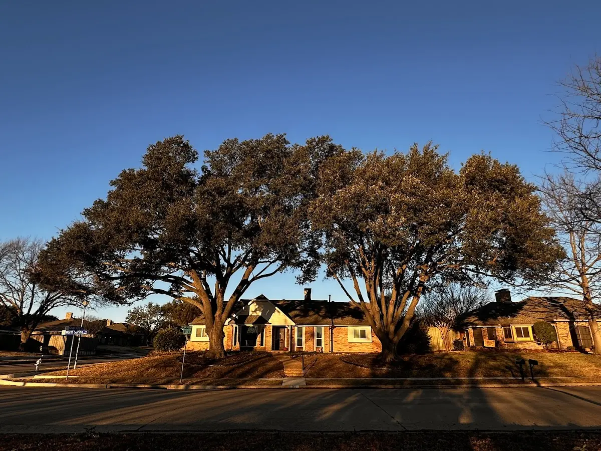 Established residential canopy tree shading a home in Whitsett